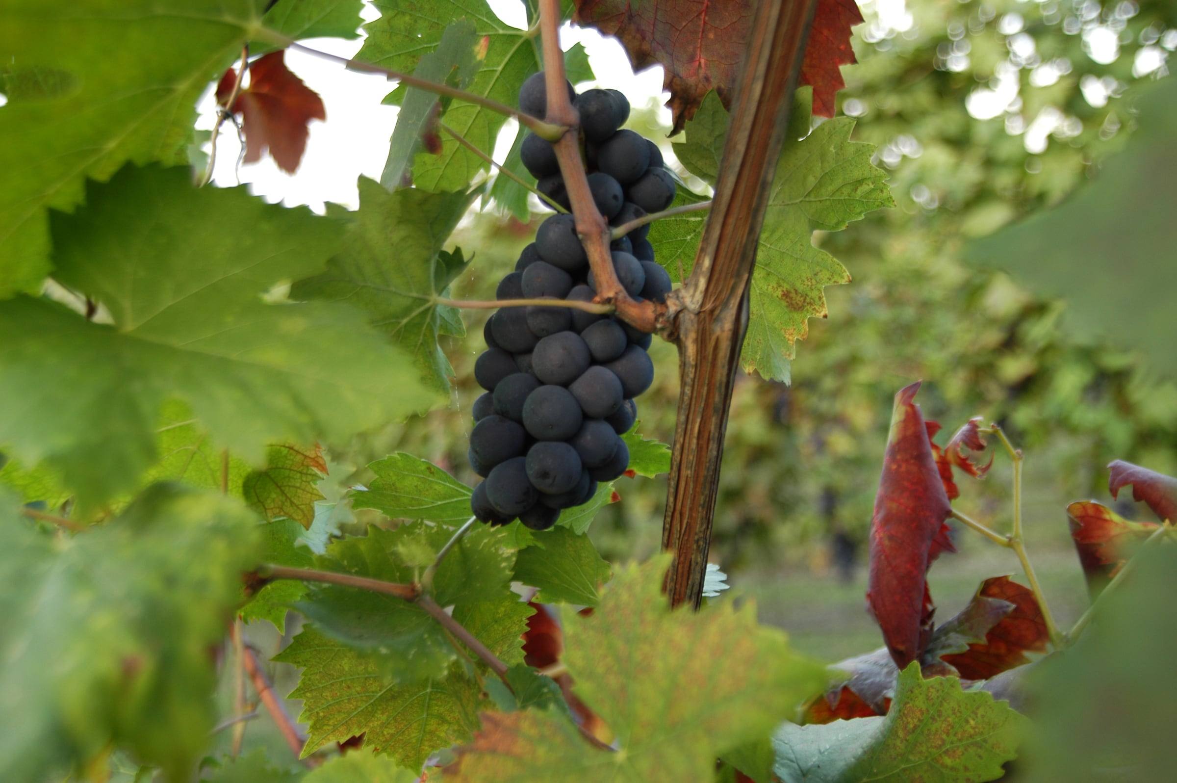 Grappolo nero sulla vite in autunno