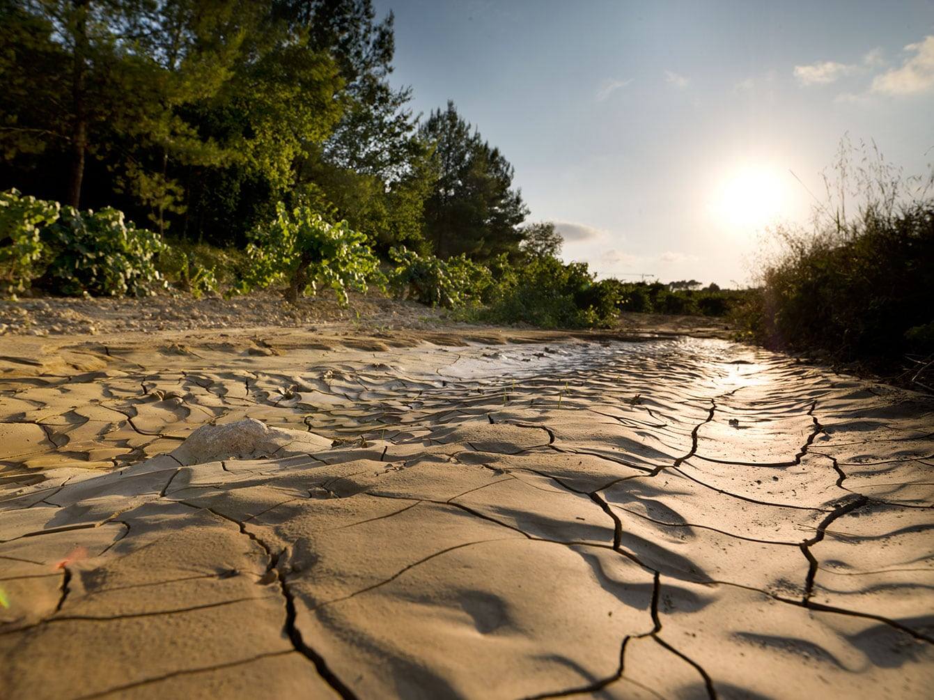 Terra argillosa crepata accanto alle viti, al tramonto