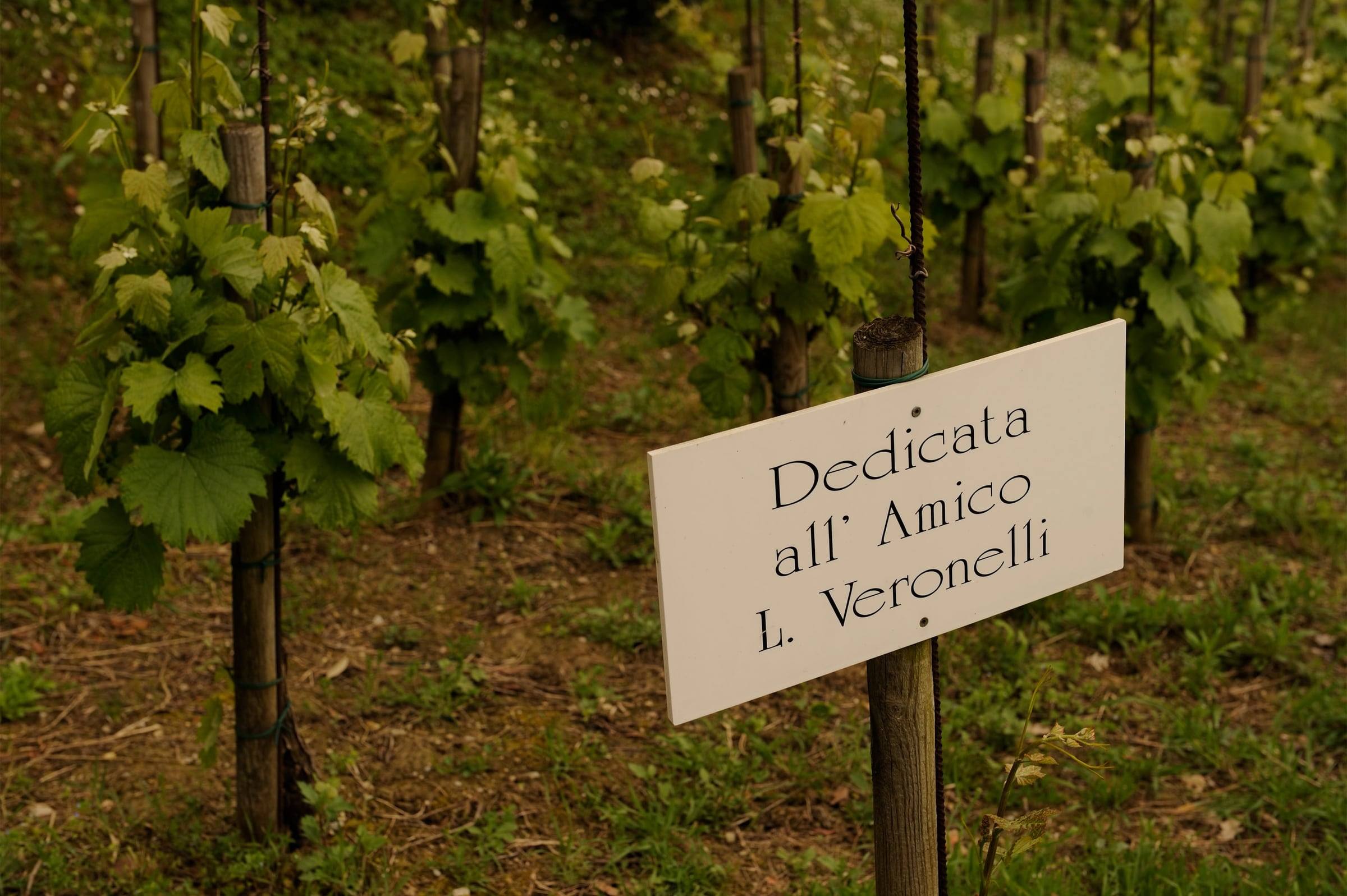 Viti con il cartello «Dedicata all'Amico L. Veronelli»