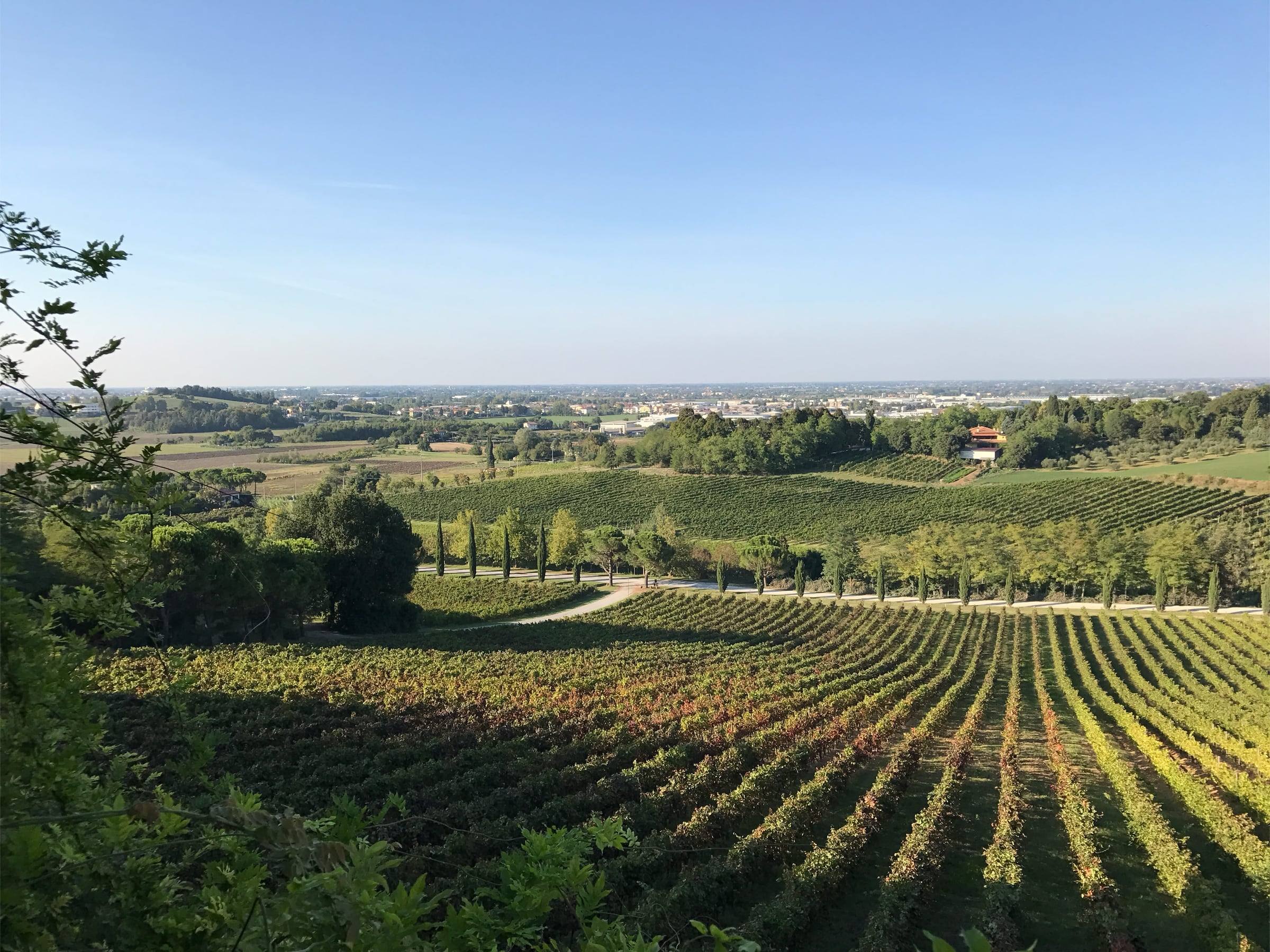 Vigneti sulle colline di Bertinoro
